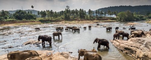 orphelinat-elephant-indien_131985-230